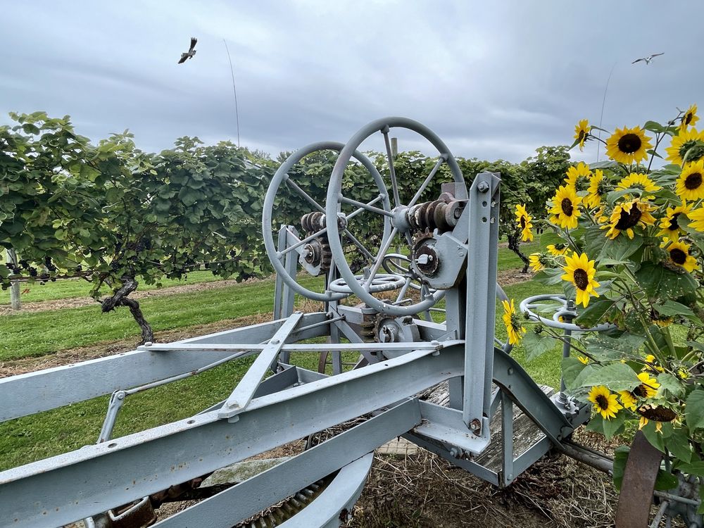 Young Sommer Winery - vineyard in Williamson, NY