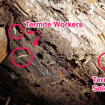 Gayle Pest & Termite - Pest Control Near Me Gayle Pest & Termite - Pest Control Near Me