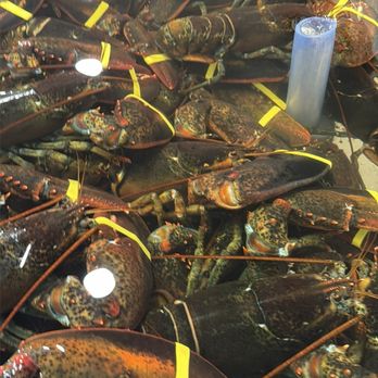 Bar Harbor Lobster Pound - Jumbo lobsters - Seafood Near Me - Bar Harbor, Maine