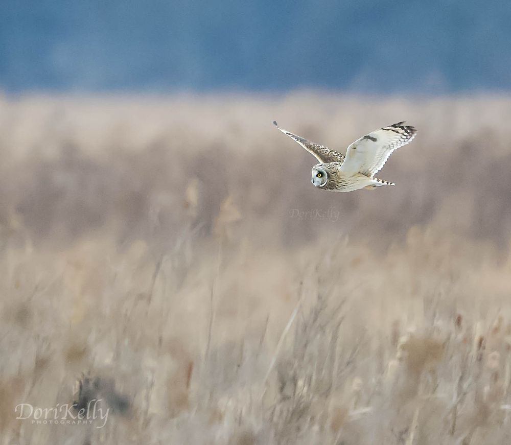 SERENE VISTA SPA BED AND BREAKFAST 18 Photos 814 Hoagerburgh Rd, Wallkill, New York Bed