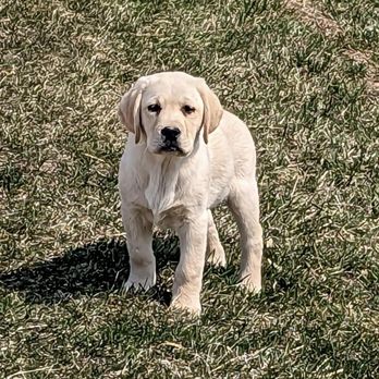 Ridgeview Labradors - Pet Training Near Me - Elkader, Iowa Ridgeview Labradors - Pet Training Near Me - Elkader, Iowa