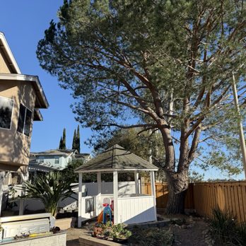 Robin Hilton Land and Tree - Pruned Italian stone pine - Tree Services Near Me - San Diego, California Robin Hilton Land and Tree - Pruned Italian stone pine - Tree Services Near Me - San Diego, California