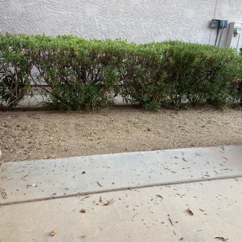 Little John's Lawns - a sidewalk and bushes - Landscaping Near Me - Mesa, Arizona Little John's Lawns - a sidewalk and bushes - Landscaping Near Me - Mesa, Arizona