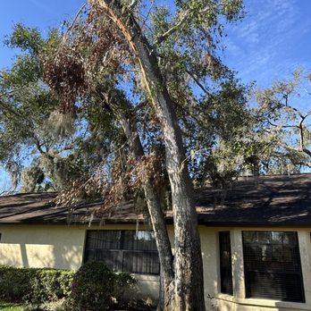 DM Tree Service - Tree Services Near Me - Wesley Chapel, Florida DM Tree Service - Tree Services Near Me - Wesley Chapel, Florida