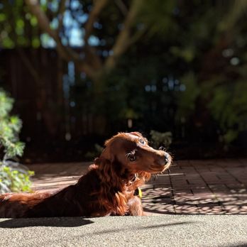 Smyth Irish Setters - Pets Near Me - Oconto, Wisconsin Smyth Irish Setters - Pets Near Me - Oconto, Wisconsin