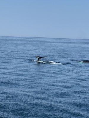 Hyannis Whale Watcher Cruises by null