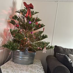 Gardening Service - Christmas tree