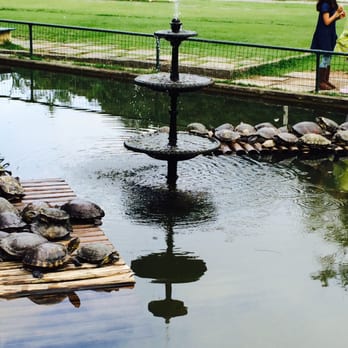 Jardim Botânico - So many turtles at the entrance to Jardim Botanico. - Botanical Gardens Near Me - Rio de Janeiro, RJ