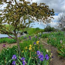 Nola's Iris Garden - Garden/flowers