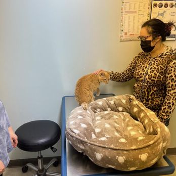 Veterinary Cancer Specialist