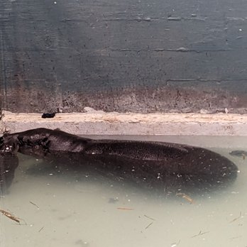 Metro Richmond Zoo - Pygmy hippo and baby - Zoos Near Me - Moseley, Virginia