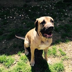 Hilltop Pet Resort - Hilltop Pet Resort, Bella