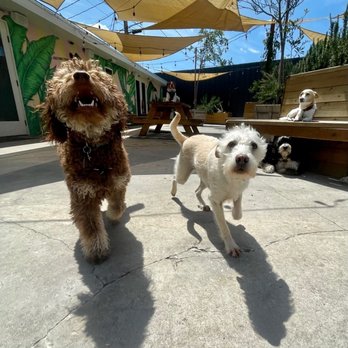 Yo Dog Walker - Some of the usuals at dog daycare on a beautiful day in sunny burbank CA, home of the tonight show. - Dog Walkers Near Me Yo Dog Walker - Some of the usuals at dog daycare on a beautiful day in sunny burbank CA, home of the tonight show. - Dog Walkers Near Me