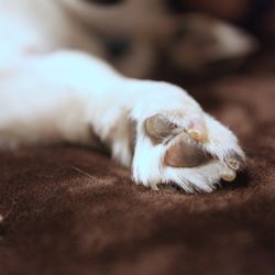 Paws At Peace - In Home Pet Euthanasia