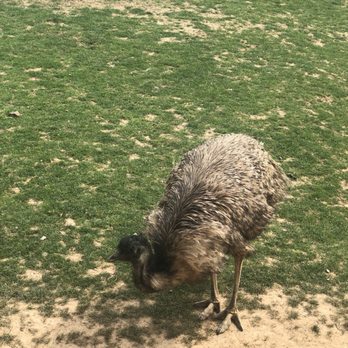 Nova Wild - Petting Zoos Near Me - Vienna, Virginia