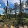Frazier Site & Tree Solutions
