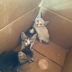 Schertz Animal Services - Kittens
