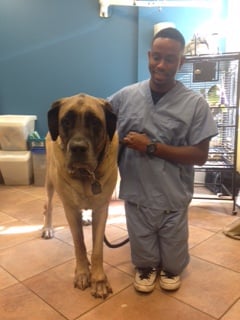 Carroll Gardens Veterinary Group by null