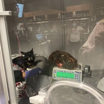 Veterinary Emergency Group - Arrow in the oxygen chamber - Emergency Pet Hospital Near Me - Encinitas, California