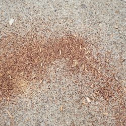 Grayson Termite & Pest Control