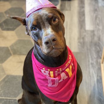 PetSmart - So cute! Peanut the Doberman on Instagram, but I don't know the login for any updates but her up to last summer:) - Pet Training Near Me - Hillsboro, Oregon