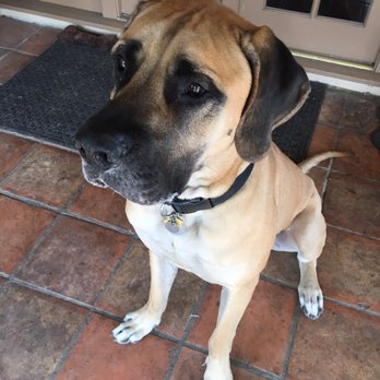Capell Creek Ranch and Kennels - Atlas, Karma x Amadeus 2012 - Pet Training Near Me