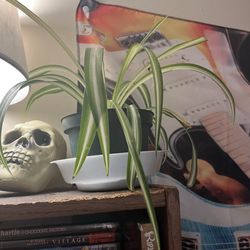 Suburban Floral Shoppe - Got this spider plant there last Spring and he was holding out throughout the winter !