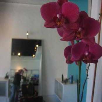 Scott Thomas Salon - We love orchids! - Hair Salons Near Me - Sarasota, Florida Scott Thomas Salon - We love orchids! - Hair Salons Near Me - Sarasota, Florida