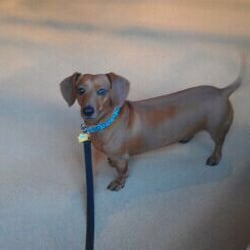 Animal Clinic of Millville - Oscar waiting for his turn!