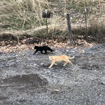 Klamath Falls KOA - Feral cats. Wish they were friendly. - Campgrounds Near Me - Klamath Falls, Oregon