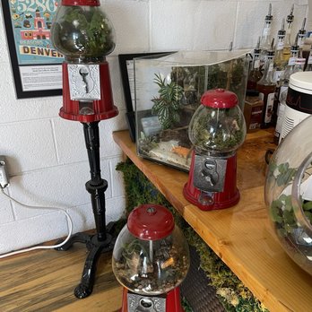 Dandy Lion Coffee - Coolest terrariums inside - Coffee & Tea Near Me - Denver, Colorado