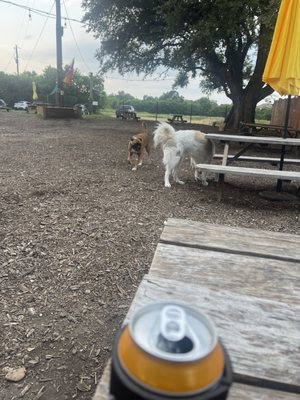 The Watering Bowl by null