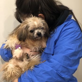 Park Slope Veterinary Center - We said goodbye to Beaarthur. - Veterinarians Near Me - Brooklyn, New York Park Slope Veterinary Center - We said goodbye to Beaarthur. - Veterinarians Near Me - Brooklyn, New York