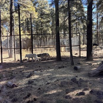 Bearizona - Zoos Near Me - Williams, Arizona Bearizona - Zoos Near Me - Williams, Arizona