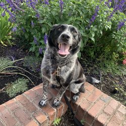 Victory Park - Dog