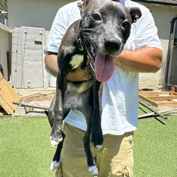 Rosewood K-9 - Pet Training Near Me Rosewood K-9 - Pet Training Near Me