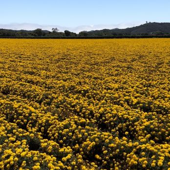 Sidecar Tours - Field of marigolds - Food Tours Near Me - San Luis Obispo, California Sidecar Tours - Field of marigolds - Food Tours Near Me - San Luis Obispo, California