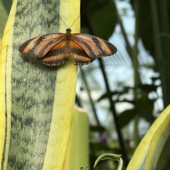Niagara Parks Butterfly Conservatory - Zoos Near Me - Niagara Falls, Ontario