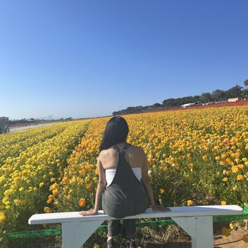 The Flower Fields - Pretty Flowers - Venues & Event Spaces Near Me - Carlsbad, California The Flower Fields - Pretty Flowers - Venues & Event Spaces Near Me - Carlsbad, California