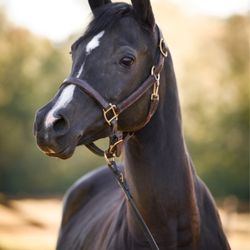 Rushlow's Arabian Farms - Lesson Horse Shynia