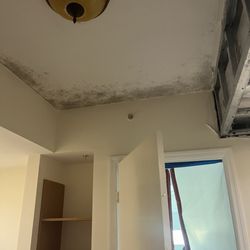 151 At Biscayne - Mold in my unit