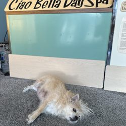 Ciao Bella Day Spa
