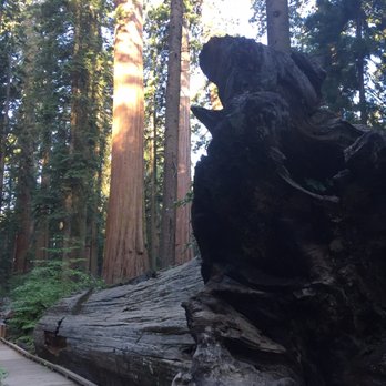 Calaveras Big Trees State Park - This Fallen Tree Was Here Before The Pioneers Even Discovered It In The 1800s. And yes it's taller than humans, lying down. - Parks Near Me - Arnold, California Calaveras Big Trees State Park - This Fallen Tree Was Here Before The Pioneers Even Discovered It In The 1800s. And yes it's taller than humans, lying down. - Parks Near Me - Arnold, California