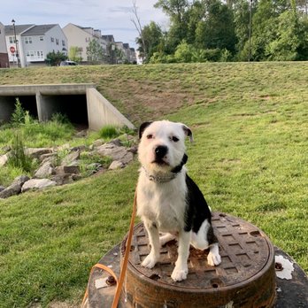 Ridgeside K9 - Learning how to do "place" in an unfamiliar environment. - Pet Training Near Me - Bluemont, Virginia Ridgeside K9 - Learning how to do "place" in an unfamiliar environment. - Pet Training Near Me - Bluemont, Virginia