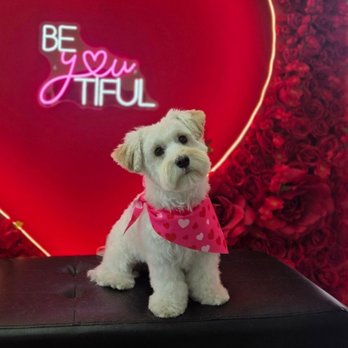 Bella Banana Pet Spa - Our dog after her cut - Pet Groomers Near Me - Torrance, California