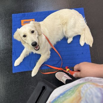 Zoom Room Dog Training - Pet Training Near Me - Long Beach, California Zoom Room Dog Training - Pet Training Near Me - Long Beach, California