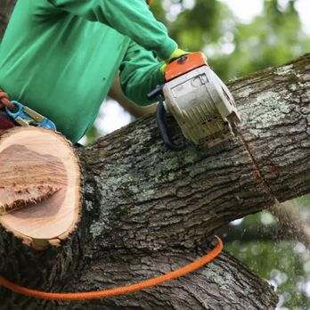 A+ Tree Service - Tree Services Near Me - Morris, Minnesota A+ Tree Service - Tree Services Near Me - Morris, Minnesota