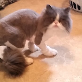 T L C Grooming - Pet Groomers Near Me - Coquitlam, British Columbia T L C Grooming - Pet Groomers Near Me - Coquitlam, British Columbia