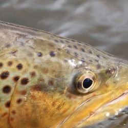 Tennessee on The Fly