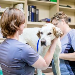 Corinth Animal Hospital